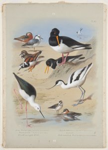 Phaleropes, oystercatcher, avocet, turnstone og stylte, ca. 1915 (akvarell og kroppsfarge med gummi arabicum over blyant om bord) av Archibald Thorburn