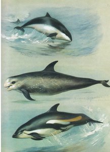 Niser, Rissos Grampus og White Sided Dolphin, fra Thorburn