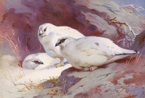  av Archibald Thorburn