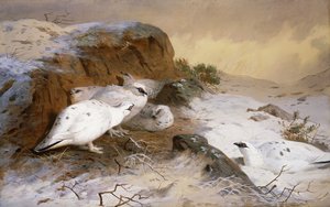 Rype i snøen av Archibald Thorburn
