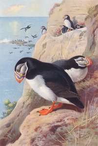  av Archibald Thorburn