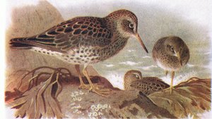Purple Sandpiper, fra Birds of the British Isles and Their Eggs utgitt av Frederick Warne & Co Ltd, 1958