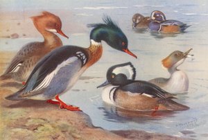  av Archibald Thorburn