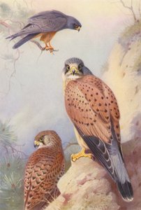  av Archibald Thorburn