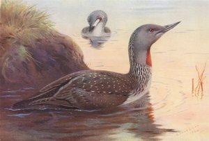  av Archibald Thorburn