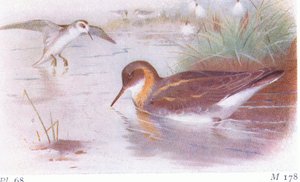 Red Necked Phalarope (sommer og høst), fra Birds of the British Isles and Their Eggs utgitt av Frederick Warne & Co Ltd, 1958 av Archibald Thorburn