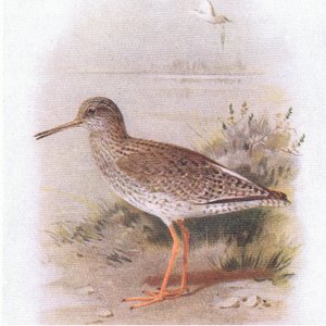Redshank, fra Birds of the British Isles and Their Eggs utgitt av Frederick Warne & Co Ltd, 1958 av Archibald Thorburn