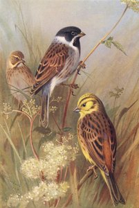  av Archibald Thorburn
