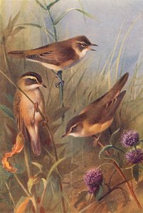  av Archibald Thorburn