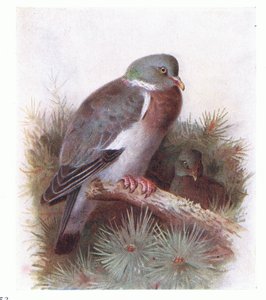 Ring Dove, fra Birds of the British Isles and Their Eggs utgitt av Frederick Warne & Co Ltd, 1958 av Archibald Thorburn
