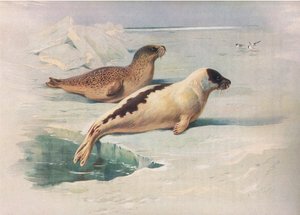 Ringsel og grønlandssel, fra Thorburns Mammals utgitt av Longmans og Co, ca. 1920 av Archibald Thorburn