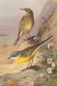  av Archibald Thorburn