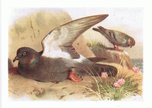 Rock Dove, fra Birds of the British Isles and Their Eggs utgitt av Frederick Warne & Co Ltd, 1958 av Archibald Thorburn
