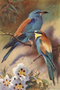  av Archibald Thorburn