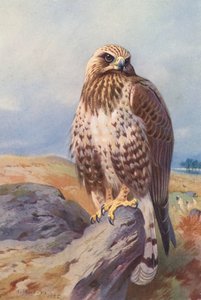  av Archibald Thorburn