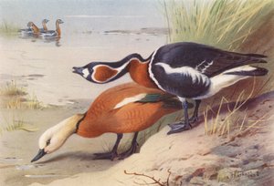  av Archibald Thorburn