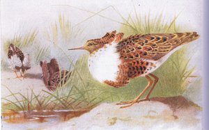 Ruffs and Reeves, fra Birds of the British Isles and Their Eggs utgitt av Frederick Warne & Co Ltd, 1958