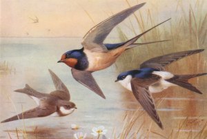 Sandmartin, Svale, Martin (fargelitografi) av Archibald Thorburn
