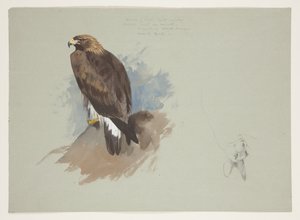 Havørn og blyantskisse av kanin, ca. 1915 (akvarell og kroppsfarge over blyant på papir) av Archibald Thorburn