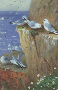 Måker av Archibald Thorburn