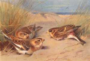  av Archibald Thorburn