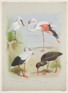 Skestork, flamingo og storke, ca. 1915 (akvarell og kroppsfarge over blyant på papir) av Archibald Thorburn