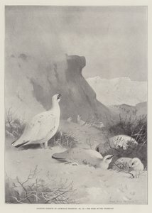 Idrettsfag, ripens hjem av Archibald Thorburn