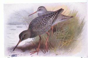Spotted Redshank, fra Birds of the British Isles and Their Eggs utgitt av Frederick Warne & Co Ltd, 1958