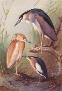  av Archibald Thorburn