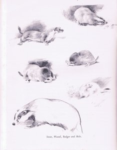 Stoat, Weasel, Grevling og føflekk, 1938