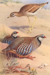 av Archibald Thorburn