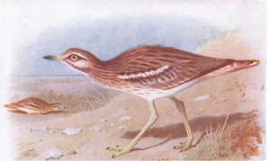Stone Curlew, fra Birds of the British Isles and Their Eggs utgitt av Frederick Warne & Co Ltd, 1958