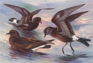 Stormsvale, Leachs gaffelhalesvale, Wilsons vale (fargelitografi) av Archibald Thorburn