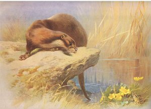 The Otter, fra Thorburn