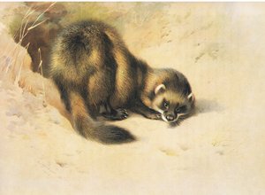 The Polecat, fra Thorburns Pattedyr utgitt av Longmans og Co, ca. 1920 av Archibald Thorburn