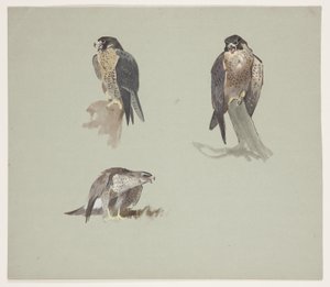 Tre fargeskisser av mannlig vandre, ca. 1915 (akvarell og kroppsfarge over blyant på papir) av Archibald Thorburn