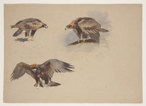 Tre små skisser av en kongeørn, ca. 1915 (akvarell og kroppsfarge over blyant på papir) av Archibald Thorburn