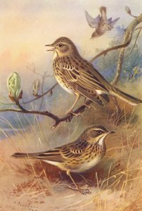 Trepiplerke, Engpiplerke (fargelitografi) av Archibald Thorburn