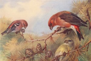  av Archibald Thorburn