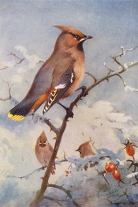 Sidensvans (fargelitografi) av Archibald Thorburn