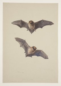 Whiskered flaggermus, ca. 1915 (akvarell og kroppsfarge over blyant på papir) av Archibald Thorburn