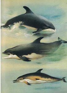 White Beaked Dolphin, Bottlenose Dolphin og Common Dolphin, fra Thorburn