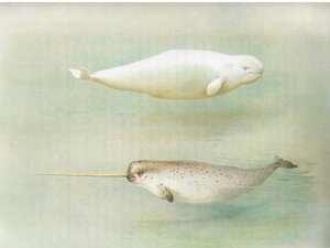 White Whale and Narwhal, fra Thorburns Mammals utgitt av Longmans and Co, ca. 1920 av Archibald Thorburn