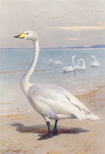 Sangsvane (fargelitografi) av Archibald Thorburn