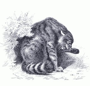 Wild Cat, fra Thorburn