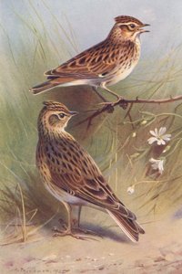  av Archibald Thorburn