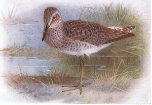 Wood Sandpiper, fra Birds of the British Isles and Their Eggs utgitt av Frederick Warne & Co Ltd, 1958