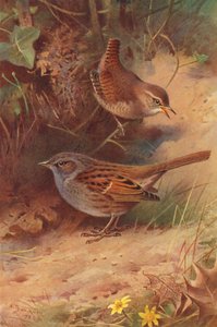  av Archibald Thorburn