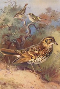 Gulbrynet sangfugl, Pallas#39; pilsanger, Hvittrost (fargelitografi) av Archibald Thorburn