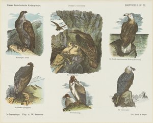 Birds of Prey (tittel på objekt) Nye nederlandske barnetrykk (serietittel på objekt) Funkes trykk (serietittel på objekt) av Arie Willem Segboer